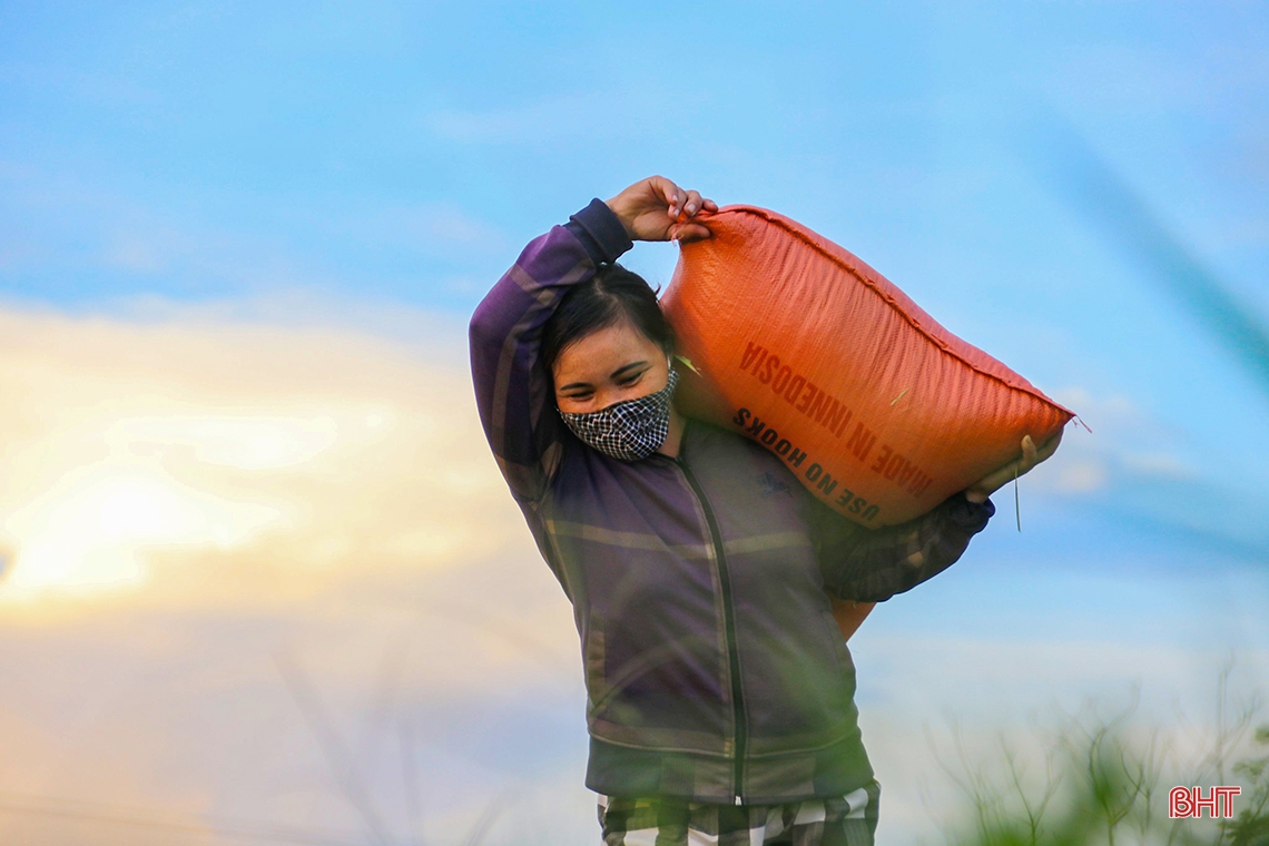 Nông dân thị xã phía Nam Hà Tĩnh hối hả thu hoạch lúa hè thu