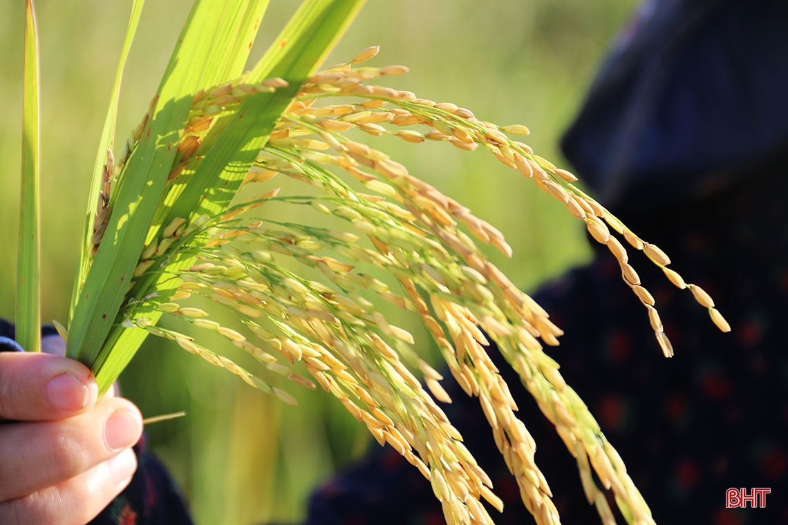 Nông dân thị xã phía Nam Hà Tĩnh hối hả thu hoạch lúa hè thu