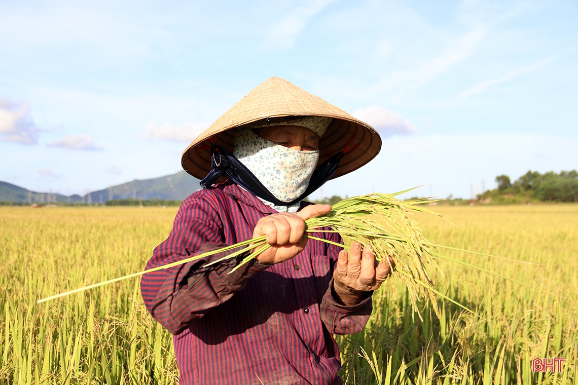 Nông dân thị xã phía Nam Hà Tĩnh hối hả thu hoạch lúa hè thu