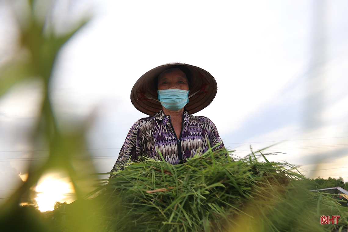 Nông dân thị xã phía Nam Hà Tĩnh hối hả thu hoạch lúa hè thu