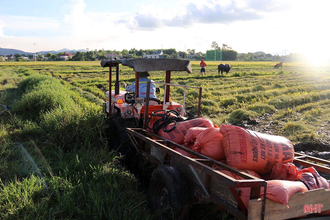 Nông dân thị xã phía Nam Hà Tĩnh hối hả thu hoạch lúa hè thu