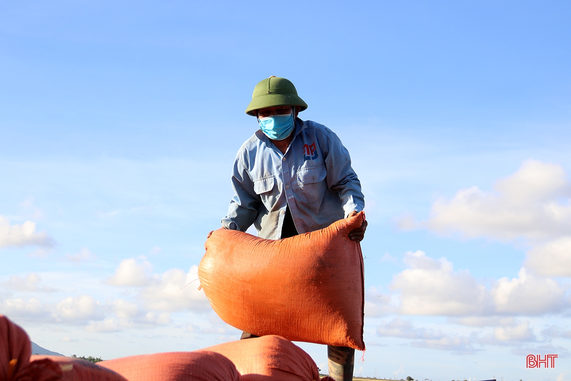 Nông dân thị xã phía Nam Hà Tĩnh hối hả thu hoạch lúa hè thu