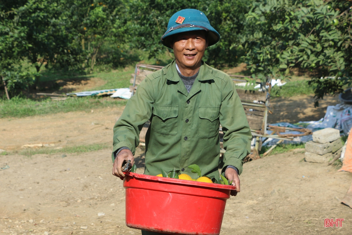 Vựa cam lớn nhất Hà Tĩnh vào mùa “đếm quả, tính tiền”