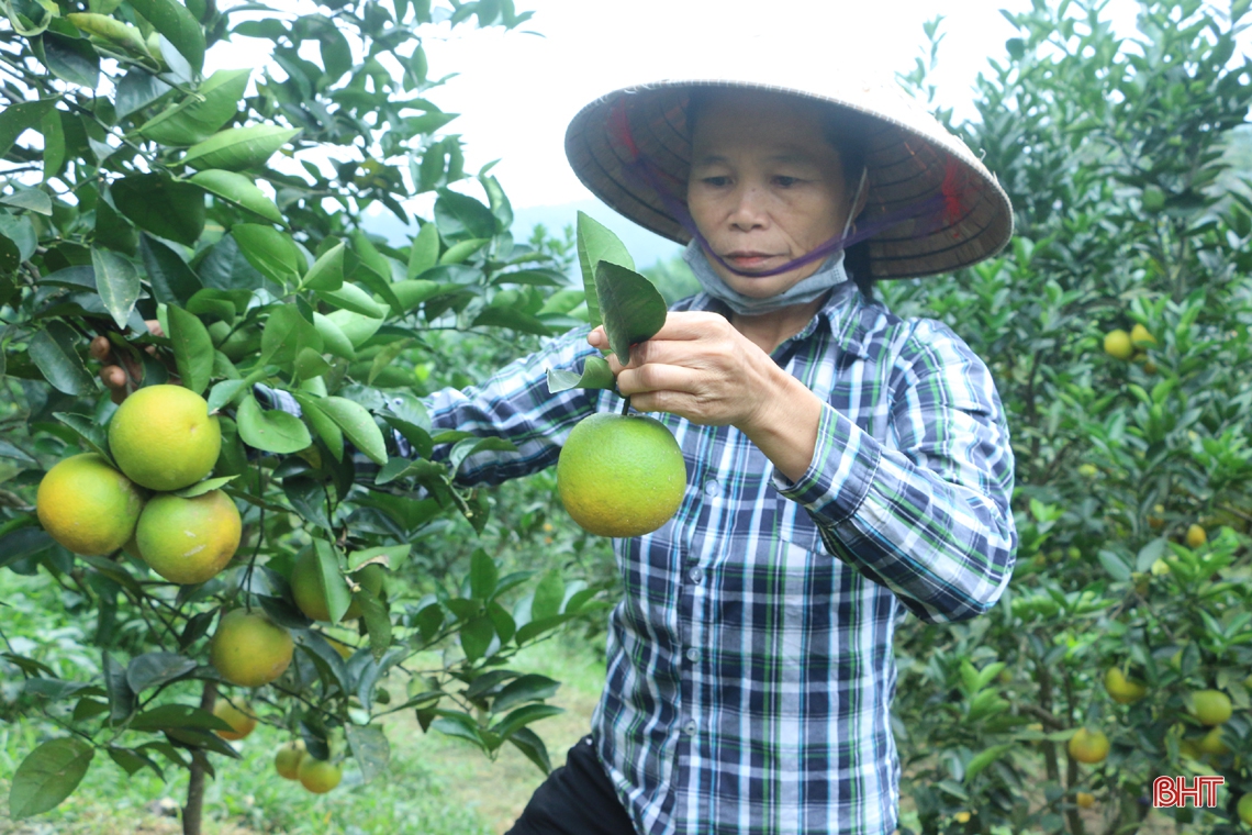 Vựa cam lớn nhất Hà Tĩnh vào mùa “đếm quả, tính tiền”