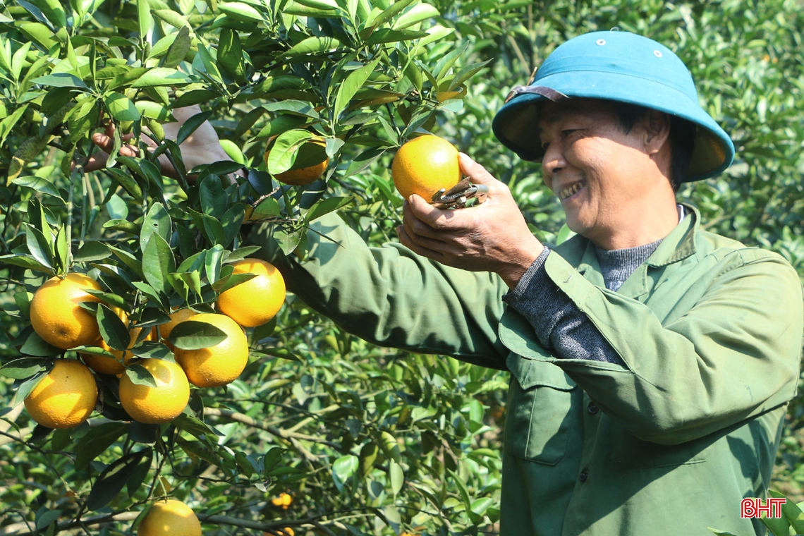 Vựa cam lớn nhất Hà Tĩnh vào mùa “đếm quả, tính tiền”
