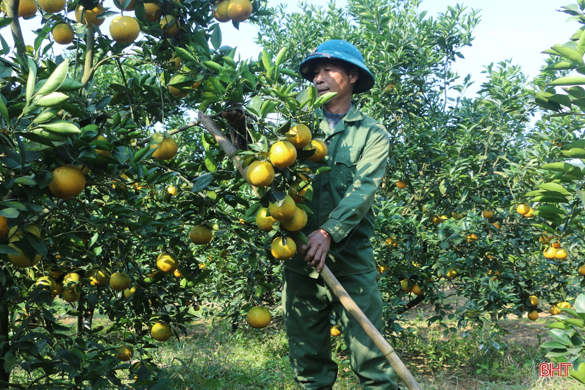 Vựa cam lớn nhất Hà Tĩnh vào mùa “đếm quả, tính tiền”