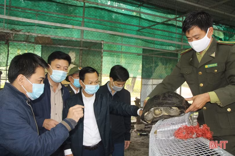 Thả 46 cá thể động vật quý hiếm về rừng ở Hà Tĩnh