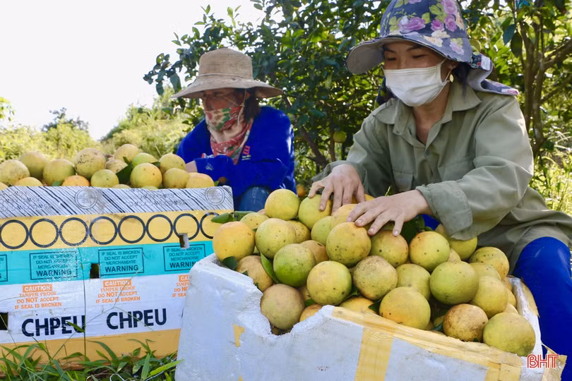 Cam Hà Tĩnh đầu vụ giá ổn định, đáp ứng nhu cầu người tiêu dùng