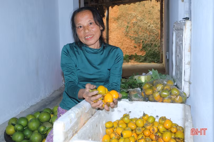 Hồng Yên Du được mùa, được giá, nông dân xóm núi Hà Tĩnh rộn niềm vui