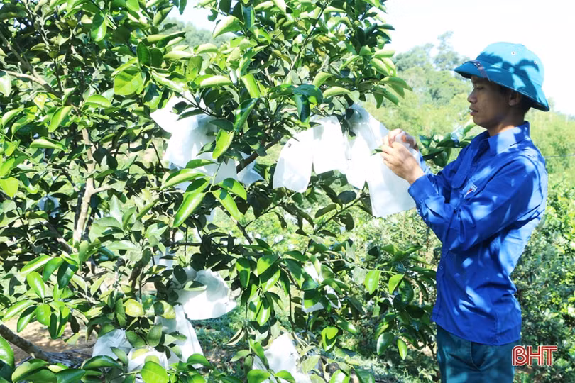 Đưa cam Vũ Quang “phủ sóng” toàn quốc