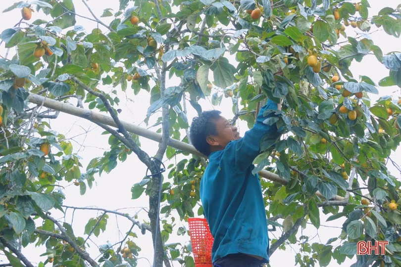 Hồng Yên Du được mùa, được giá, nông dân xóm núi Hà Tĩnh rộn niềm vui