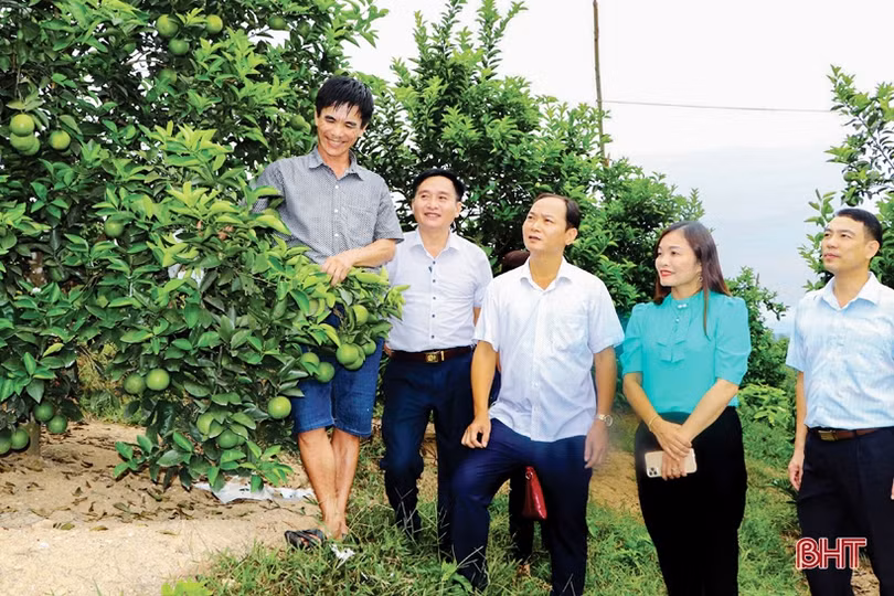 Đưa cam Vũ Quang “phủ sóng” toàn quốc