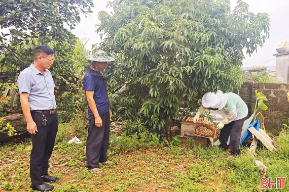 Kỳ Xuân phát triển nuôi ong lấy mật, tạo nên giá trị bền vững