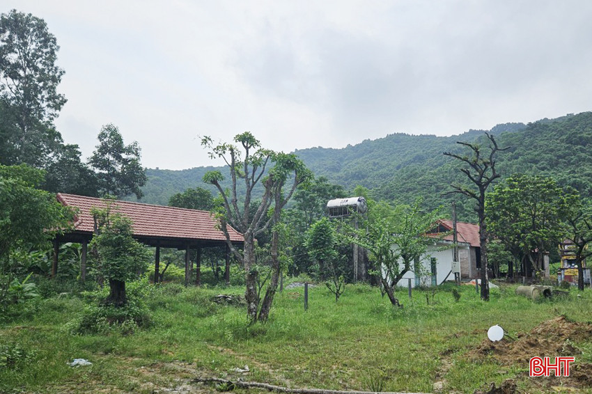 xuan lien 4A.jpg