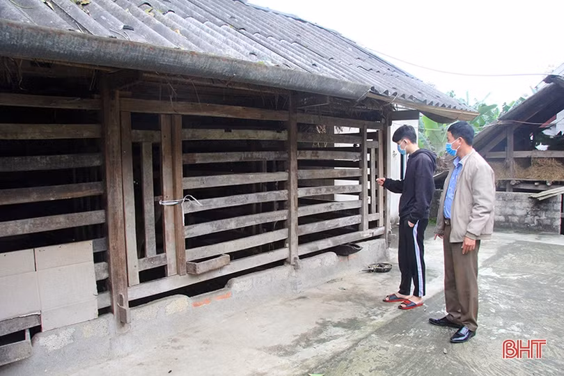 Lộc nhung đầu vụ giá cao, người nuôi hươu Hà Tĩnh phấn khởi