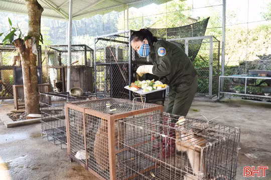 Gian nan công tác cứu hộ, bảo vệ động vật hoang dã
