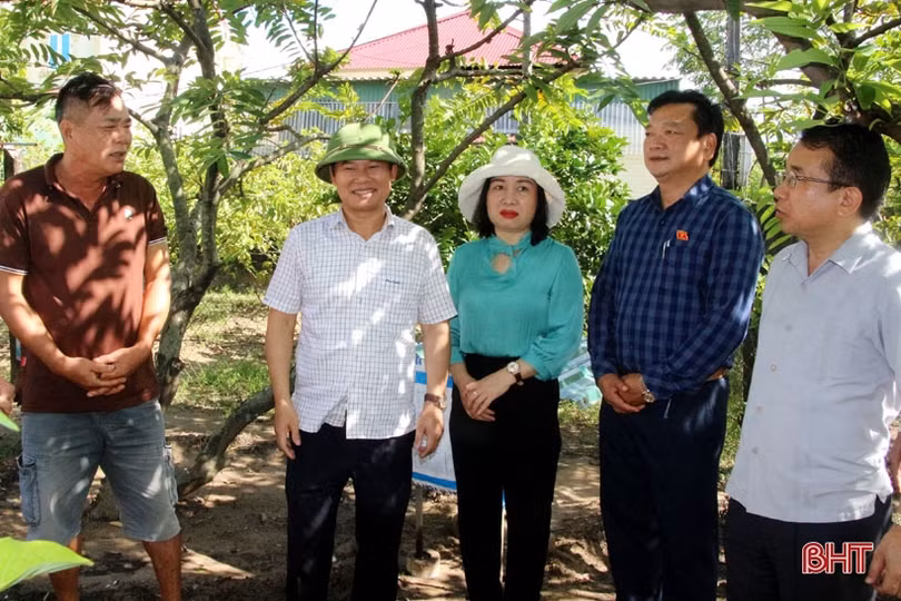 Nghi Xuân cần xây dựng thương hiệu cho từng vùng chuyên canh cụ thể