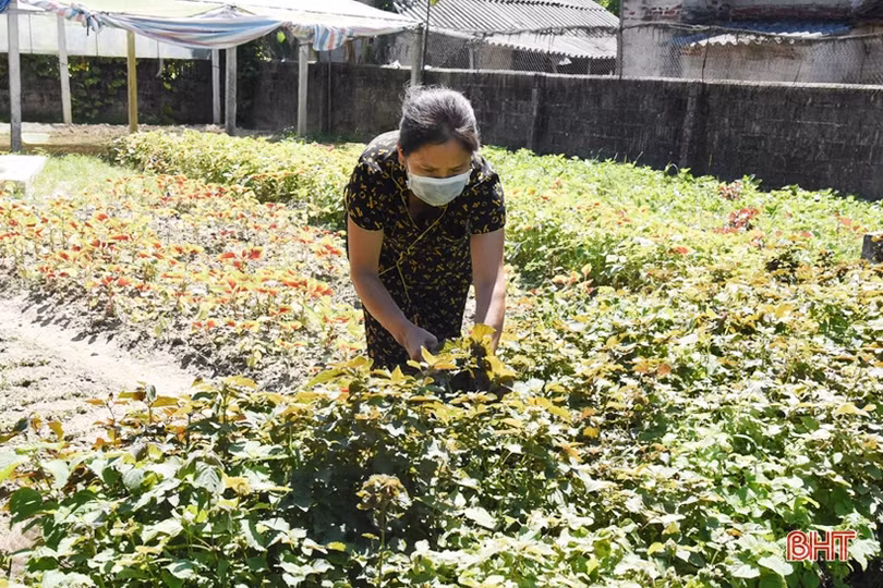 Nông dân Lộc Hà đa dạng hóa cây trồng vụ đông
