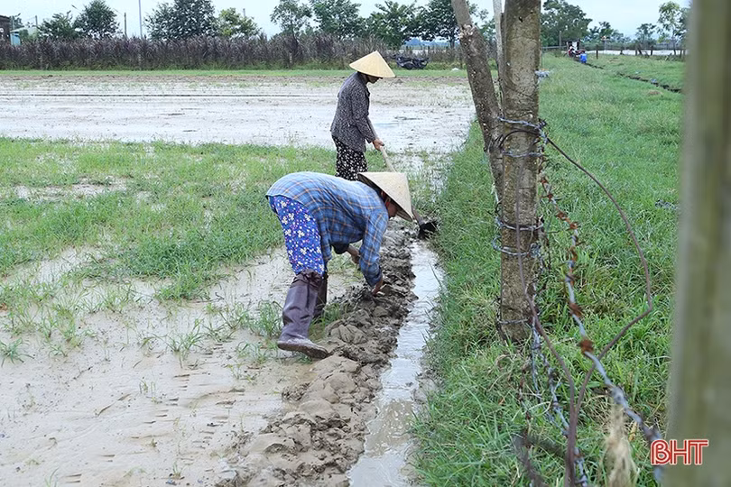 Nông dân Hà Tĩnh linh hoạt trong sản xuất vụ đông năm 2022