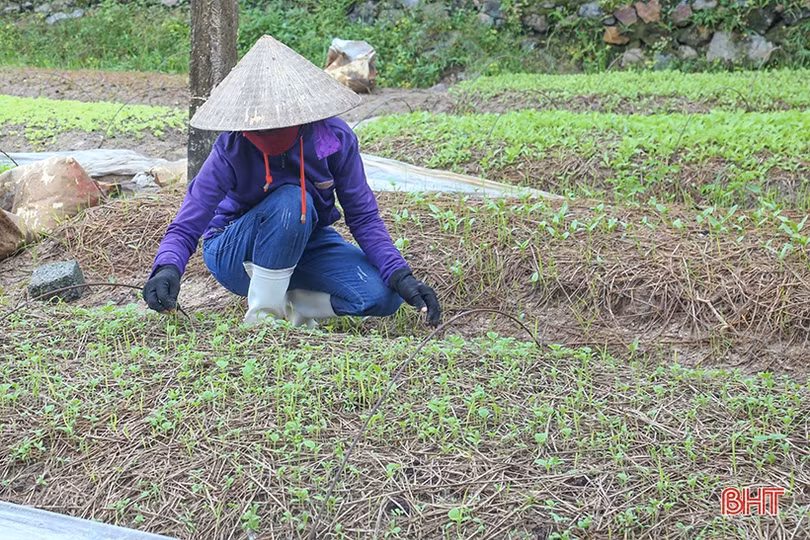 Nông dân Hà Tĩnh linh hoạt trong sản xuất vụ đông năm 2022
