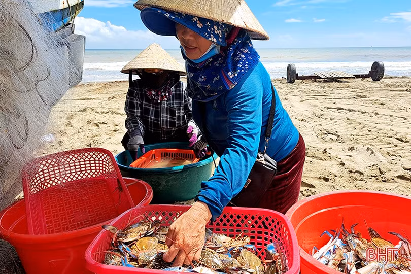 Ngư dân Xuân Yên vui mừng trúng ghẹ sau ngày biển động