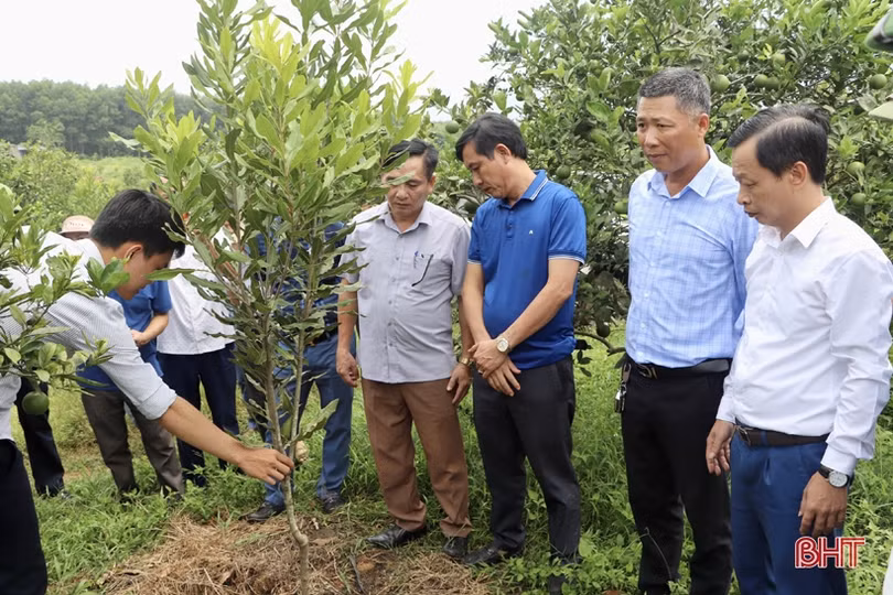 Nông dân Vũ Quang trồng thử nghiệm thành công cây mắc ca