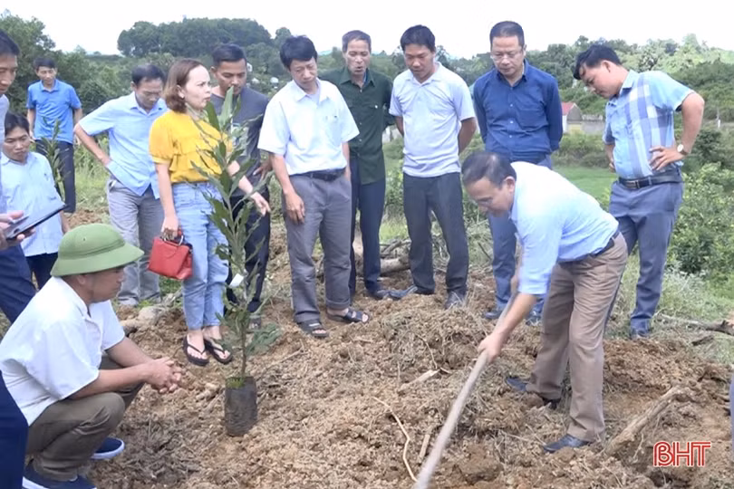 Nông dân Vũ Quang trồng thử nghiệm thành công cây mắc ca