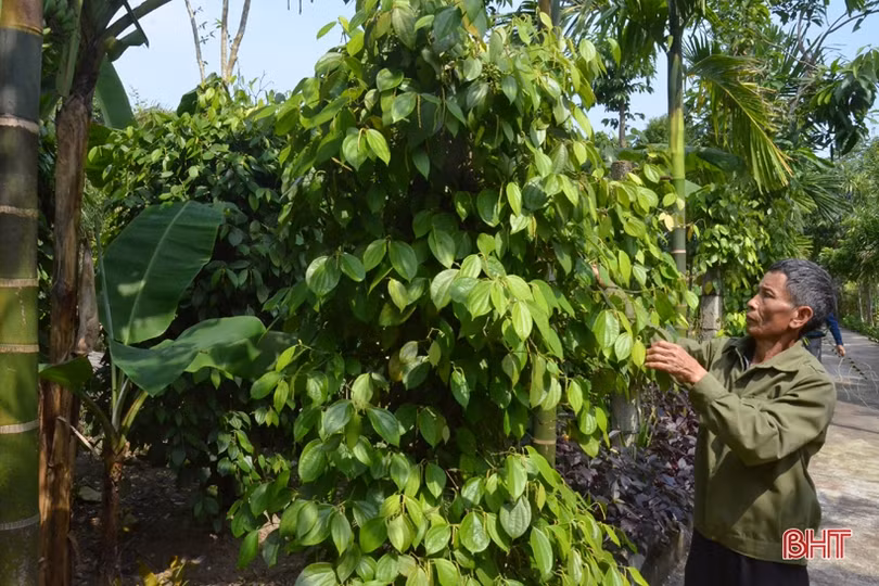 Ngỡ ngàng với khu vườn nghệ thuật của “nghệ nhân” nông dân Hà Tĩnh