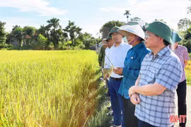 Triển vọng từ giống lúa mới TĐ25 trên đồng ruộng Hà Tĩnh