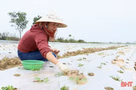 Lạc vụ đông bén rễ, kỳ vọng nguồn giống chất lượng cho mùa mới