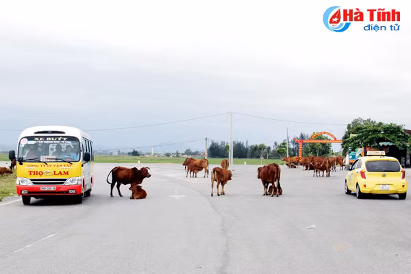 ha tinh kien quyet xu ly nan tha rong trau bo tren quoc lo