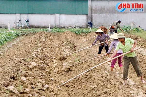 giong ve nong dan chay dua voi thoi vu