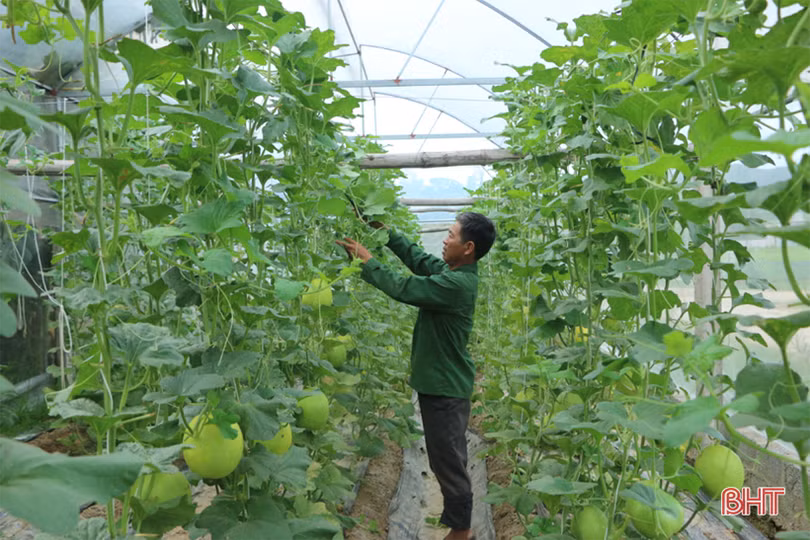 Dưa kim hoàng hậu ở Hà Tĩnh “đắt khách” dịp rằm tháng 7