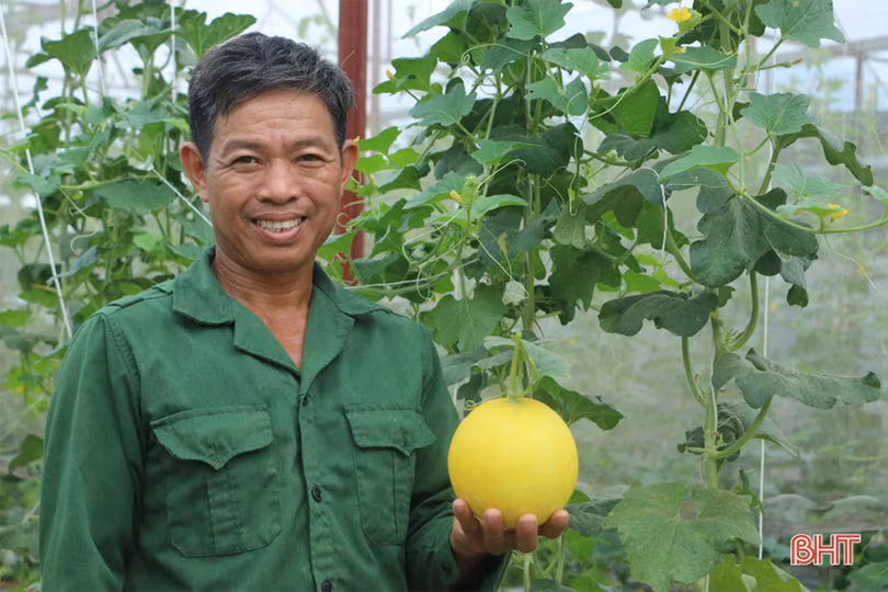 Dưa kim hoàng hậu ở Hà Tĩnh “đắt khách” dịp rằm tháng 7