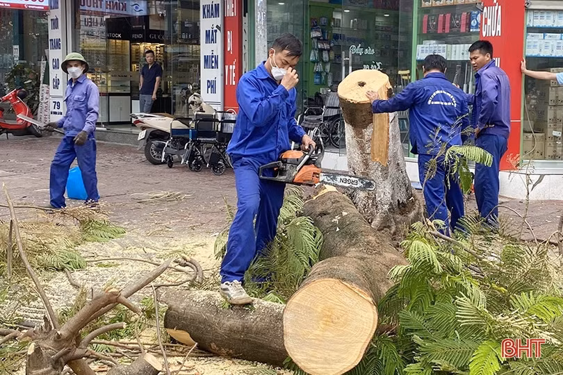 TP Hà Tĩnh “khám sức khỏe” cây xanh trước mùa mưa bão