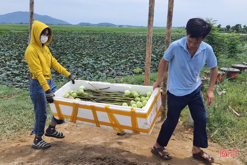 Hoa sen Hào Thành đắt hàng dịp Rằm tháng Bảy