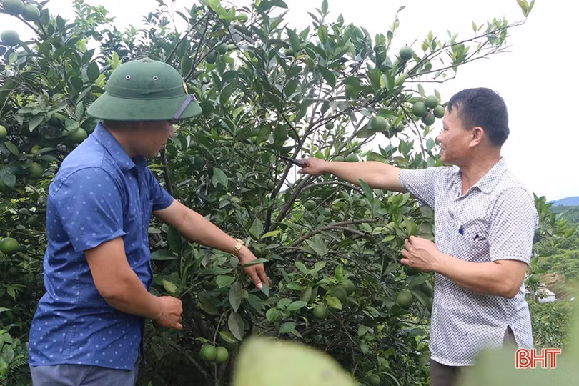 Chi hội trưởng nông dân làm kinh tế giỏi, tâm huyết với công tác hội
