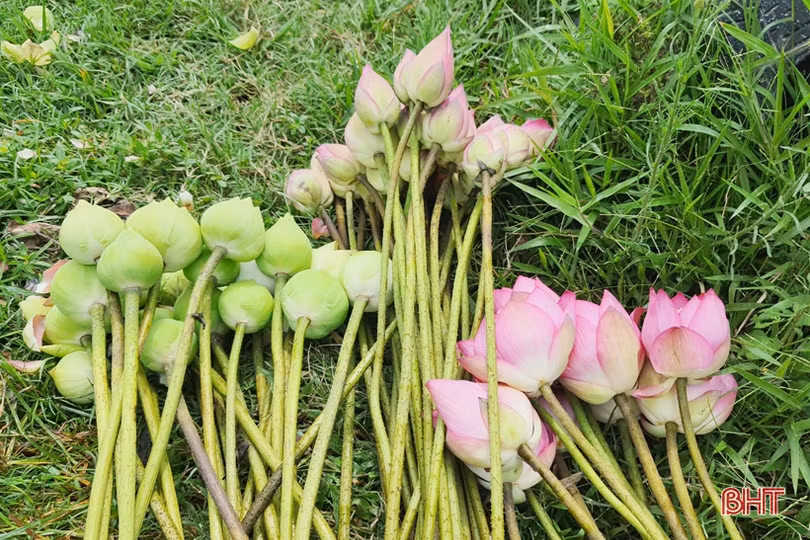 Hoa sen Hào Thành đắt hàng dịp Rằm tháng Bảy