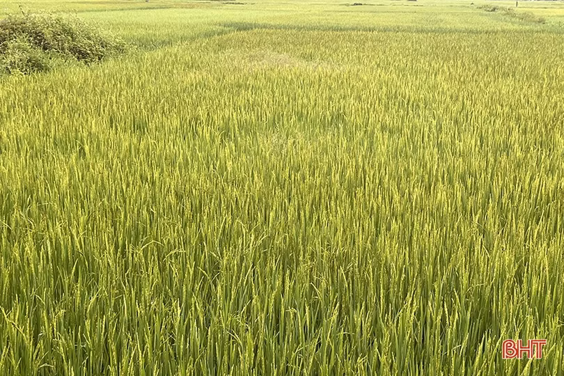 Hơn 18.000 ha lúa hè thu ở Hà Tĩnh đã trổ bông
