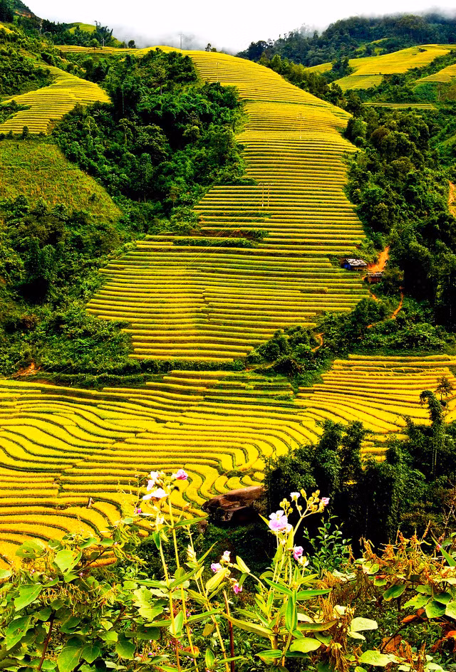 Thu về chiêm ngưỡng những ruộng bậc thang đẹp nhất Việt Nam