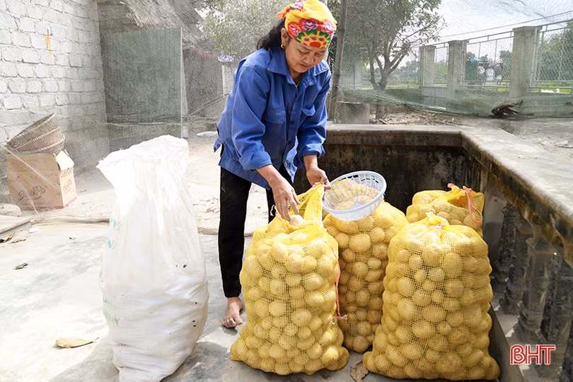 Khoai tây “bén duyên” vùng đất pha cát bạc màu ở Hà Tĩnh