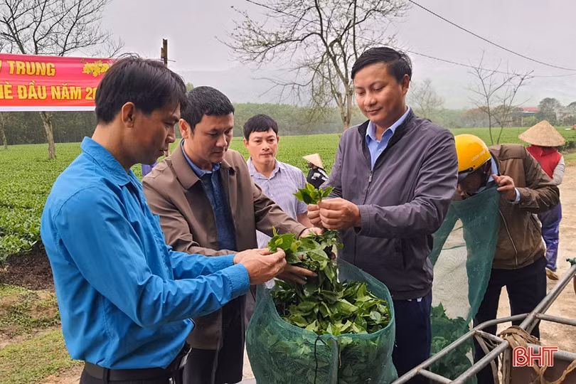 Người trồng chè Kỳ Anh hái lộc xuân, mở đầu mùa thu hoạch năm 2021