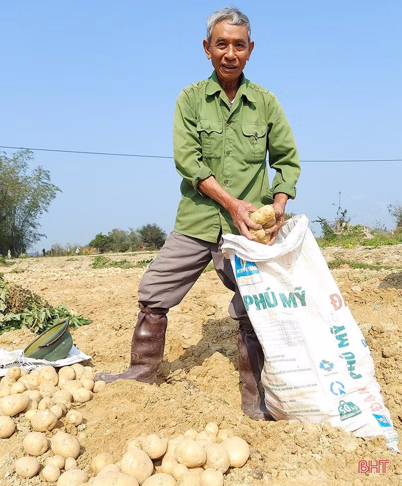 Khoai tây “bén duyên” vùng đất pha cát bạc màu ở Hà Tĩnh