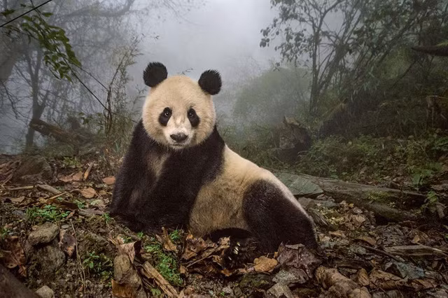 nhung buc anh an tuong nhat 2016 do national geographic binh chon