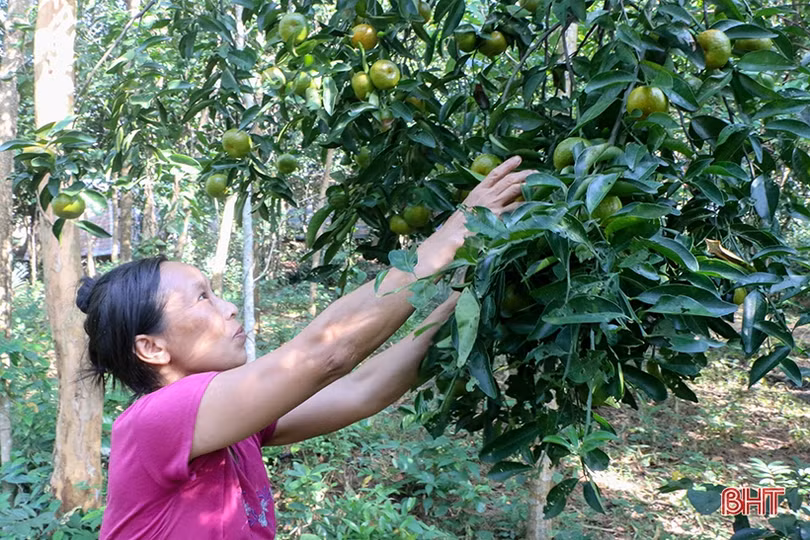 Nông dân Kỳ Anh gặp khó trong tiêu thụ cam, quýt