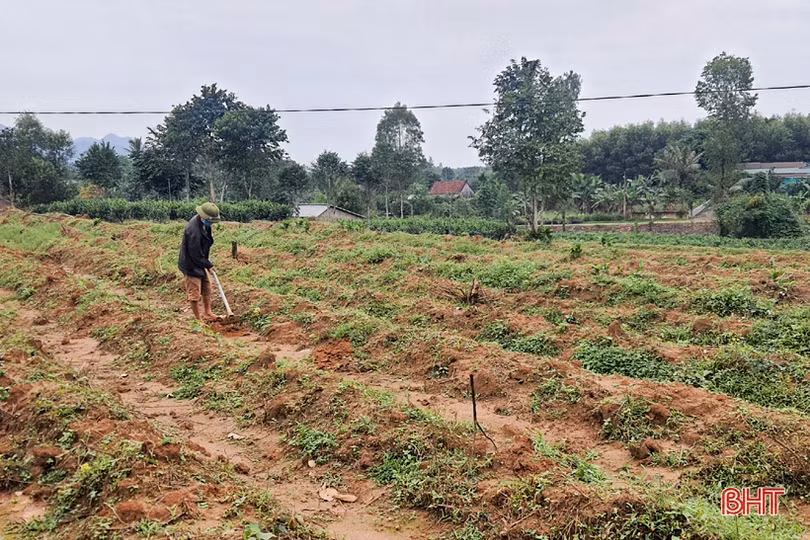 “Rã đông” nông sản sau bão dịch ở Kỳ Thượng