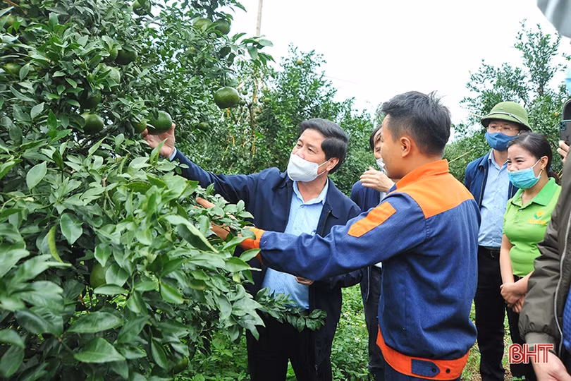 Nâng cao công tác quản lý, thực hiện số hóa cây đầu dòng, bảo vệ giống cam ở Hà Tĩnh