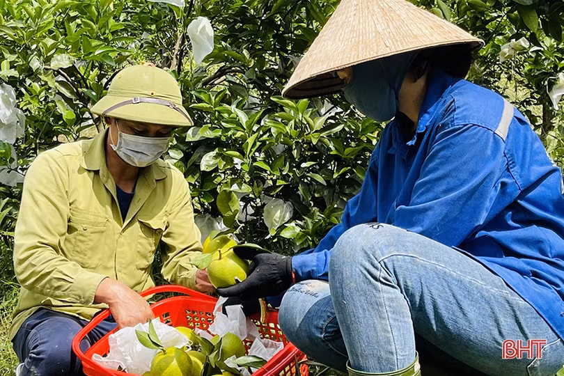 Nông dân Kỳ Anh gặp khó trong tiêu thụ cam, quýt