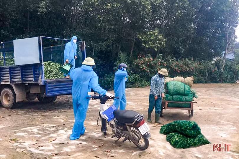 “Rã đông” nông sản sau bão dịch ở Kỳ Thượng
