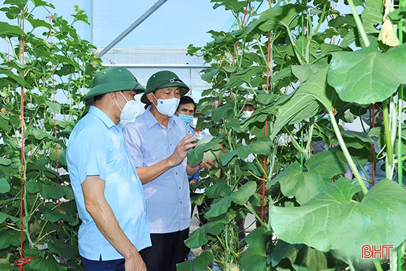 Tỉnh ủy Hà Tĩnh ban hành nghị quyết về tích tụ ruộng đất gắn với xây dựng NTM giai đoạn 2021 - 2025 và những năm tiếp theo